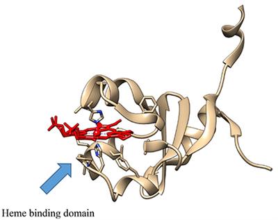 Advances in the Understanding of Protein-Protein Interactions in Drug Metabolizing Enzymes through the Use of Biophysical Techniques